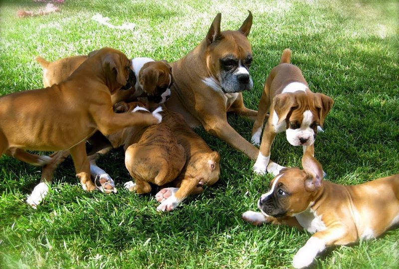 Boxer dog price range. Boxer puppy cost. How much are boxer puppies?