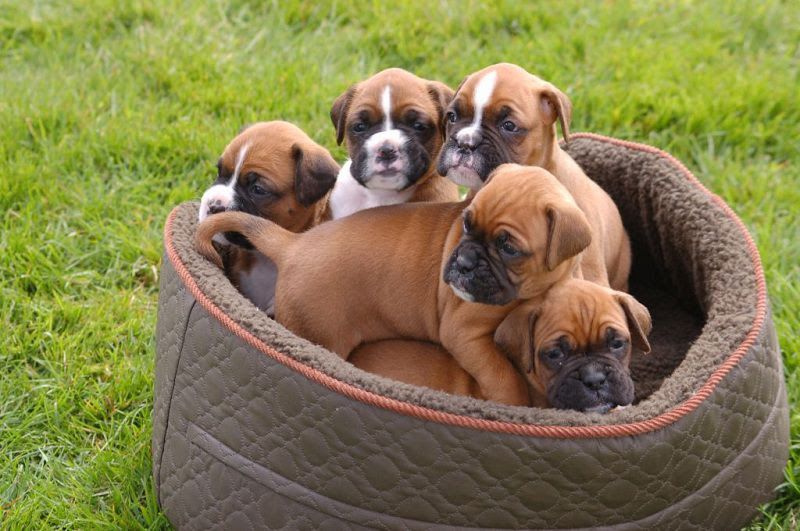 Boxer dog price range. Boxer puppy cost. How much are boxer puppies?