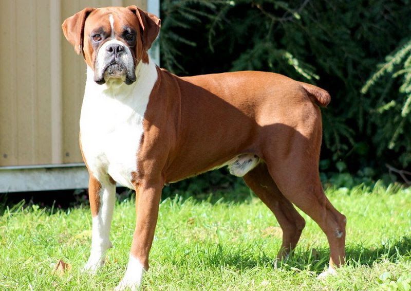 how much do akc boxer puppies cost