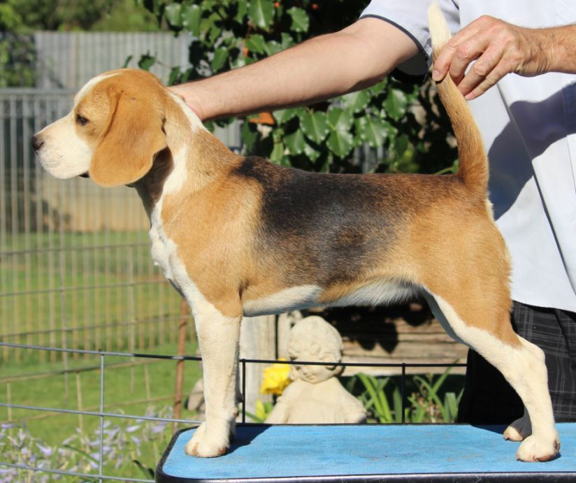 Brialey Beagles - Beagle Breeder in Cootamundra NSW, Australia 