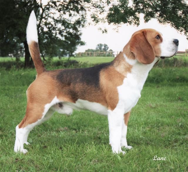 Brialey Beagles - Beagle Breeder in Cootamundra NSW, Australia 