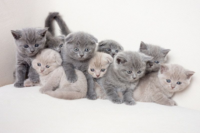 British Shorthair price range. British Shorthair kittens for sale cost