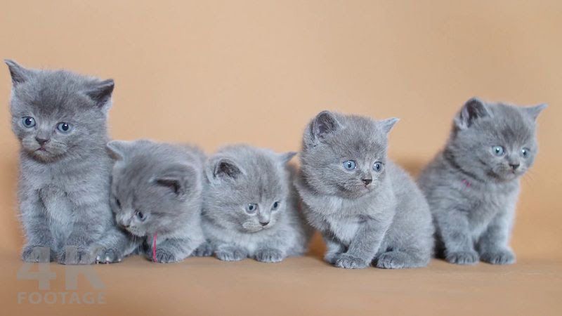 British Shorthair price range. British Shorthair kittens for sale cost