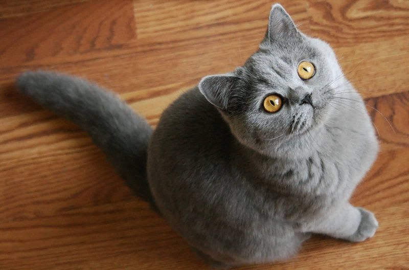 British Shorthair price range. British Shorthair kittens for sale cost