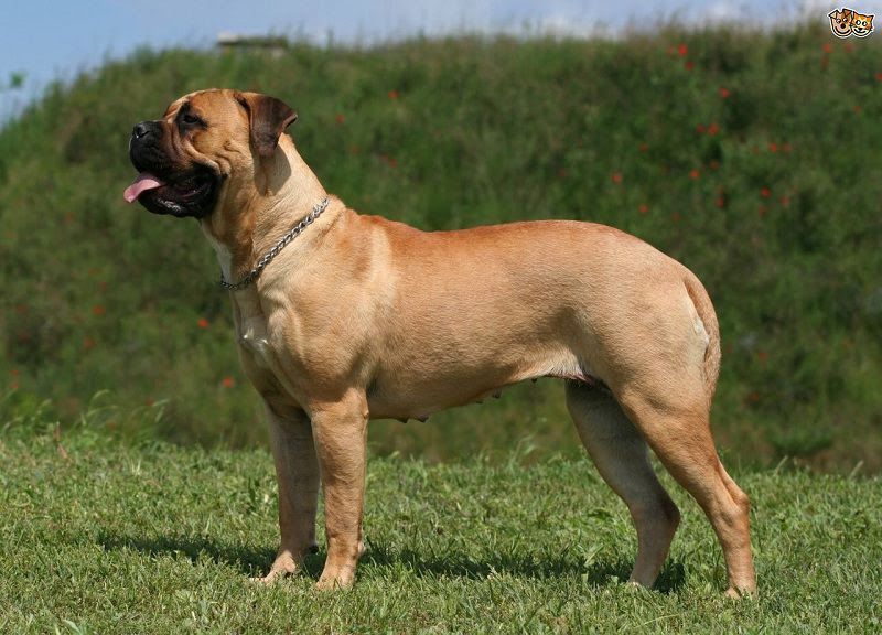 Bullmastiff price range. Bullmastiff puppies for sale price. Bullmastiff cost