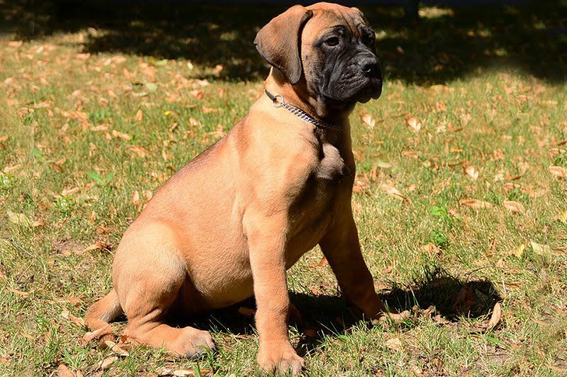 Bullmastiff price range. Bullmastiff puppies for sale price. Bullmastiff cost