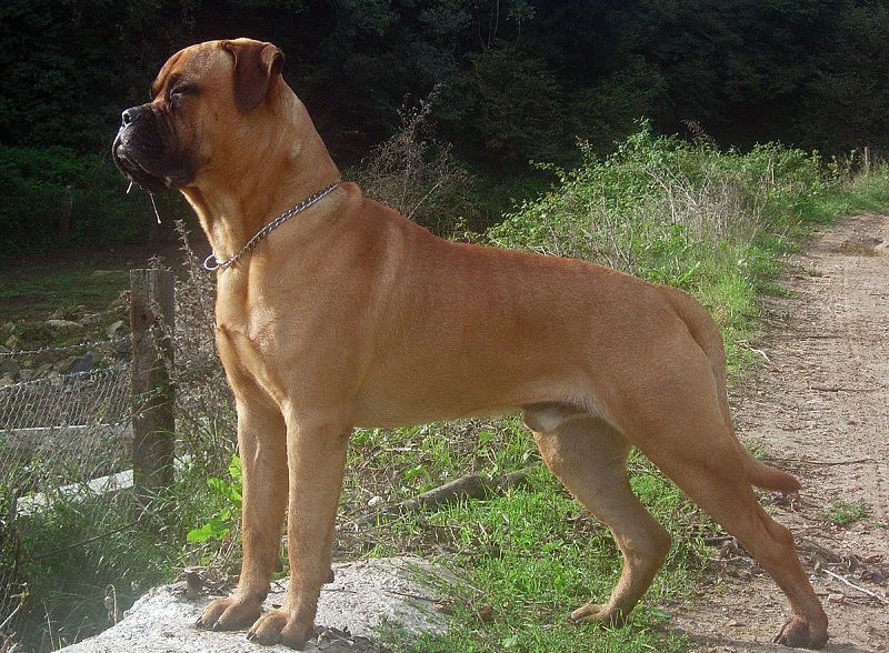 Bullmastiff price range. Bullmastiff puppies for sale price. Bullmastiff cost