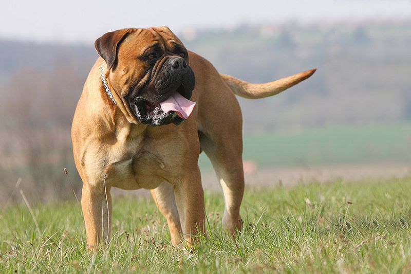 Bullmastiff price range. Bullmastiff puppies for sale price. Bullmastiff cost