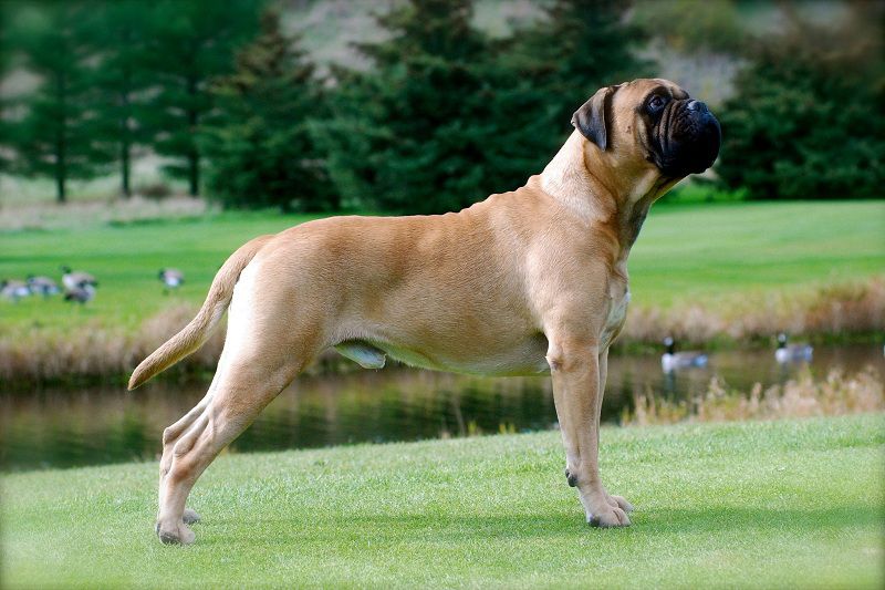 Bullmastiff price range. Bullmastiff cost. Where to buy Bullmastiff puppies?