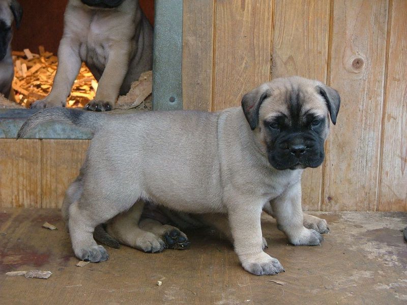 Bullmastiff price range. Bullmastiff puppies for sale price. Bullmastiff cost