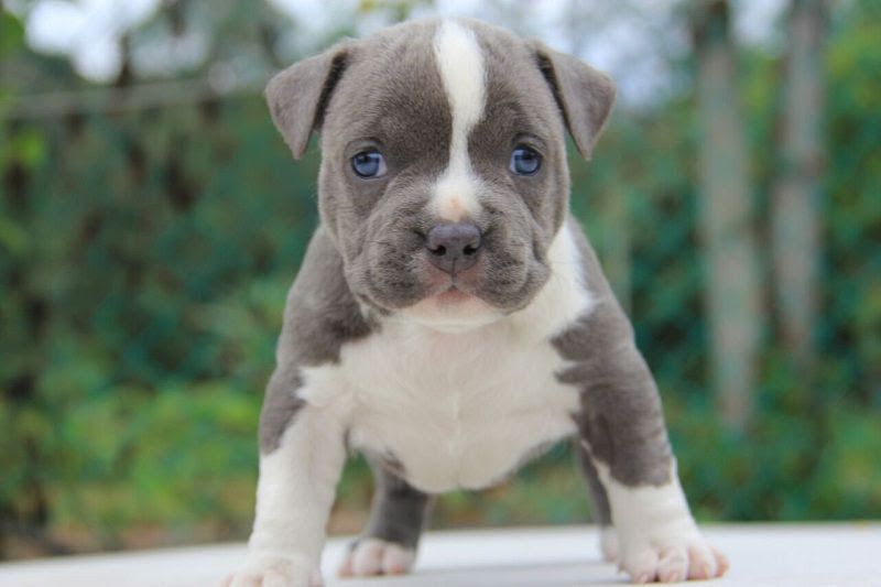 PitBull dog price & cost range. Where to buy American Pit Bull puppies?