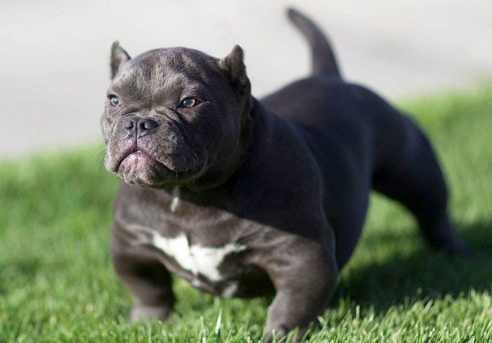 PitBull dog price & cost range. Where to buy American Pit Bull puppies?