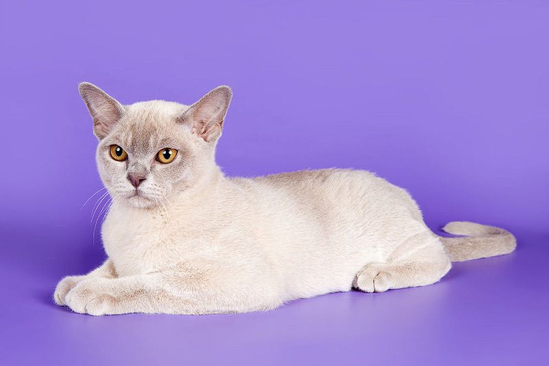 Burmese cat price range. Best breeders & websites to find Burmese