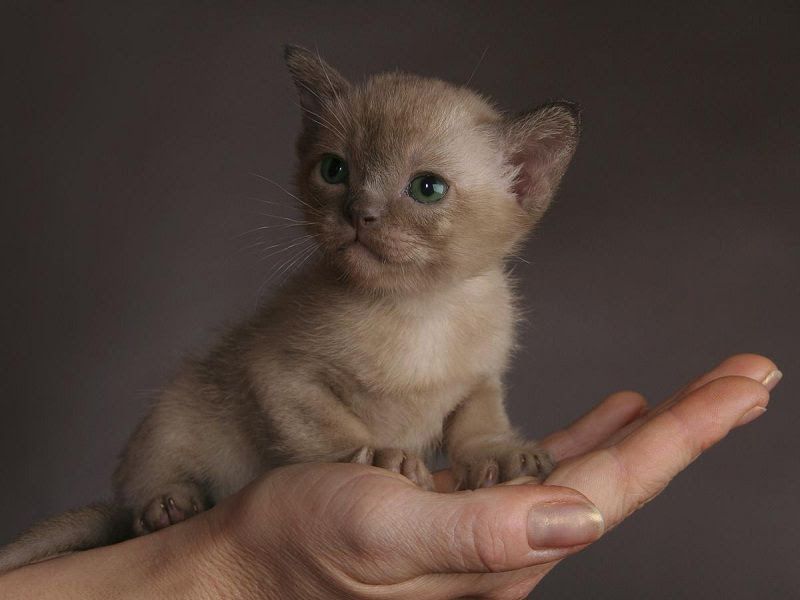Burmese cat price & cost range. Burmese kittens for sale price list