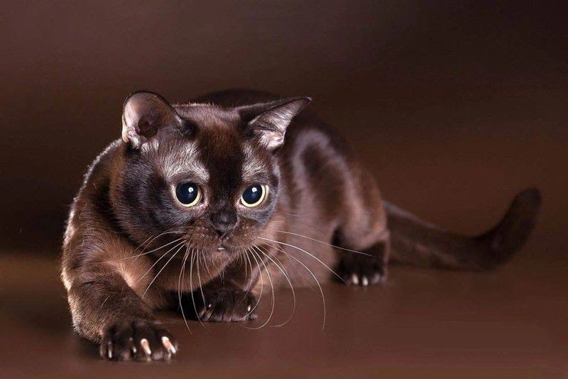 Burmese cat price & cost range. Burmese kittens for sale price list