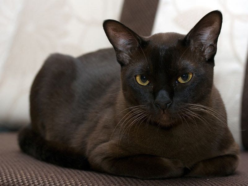 Burmese cat price & cost range. Burmese kittens for sale price list