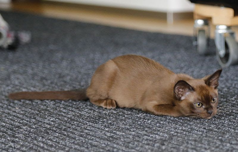 Burmese cat price & cost range. Burmese kittens for sale price list