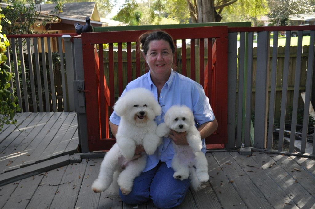 Cambeas Puppies Kennel - Bichon Frise Breeder in Clearwater, Florida