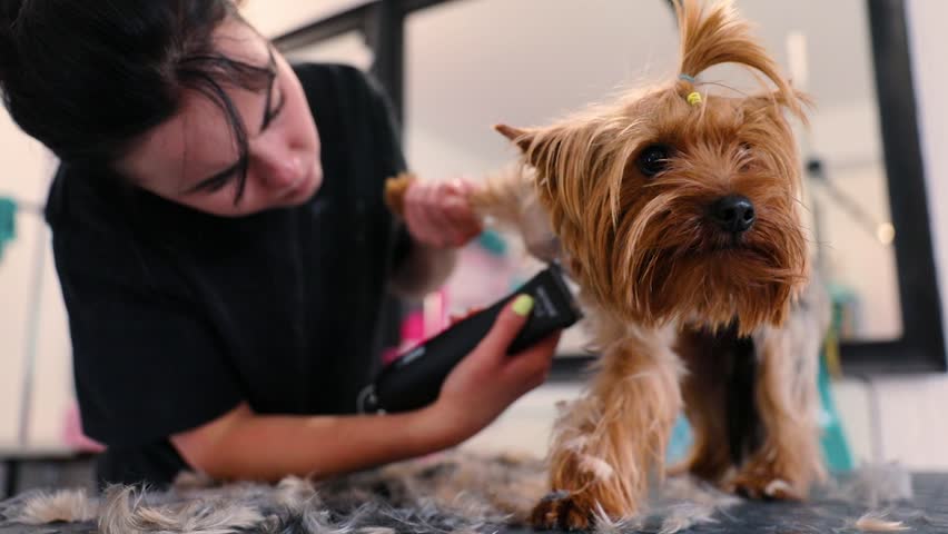 Can You Cut Dog Hair With Human Clippers? [ANSWERED]