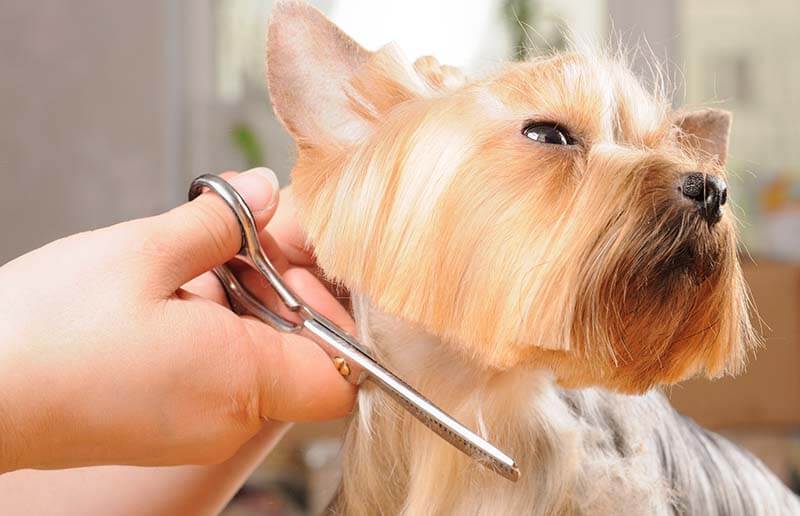 Can You Cut Dog Hair With Human Clippers? [ANSWERED]