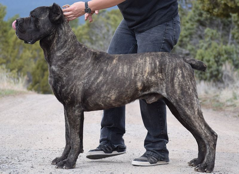Purebred Cane Corso price range. How much does a Cane Corso puppy cost?