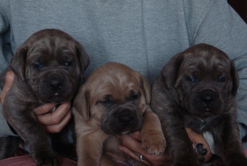 Cane Corso price range. How much does a Cane Corso puppy cost?