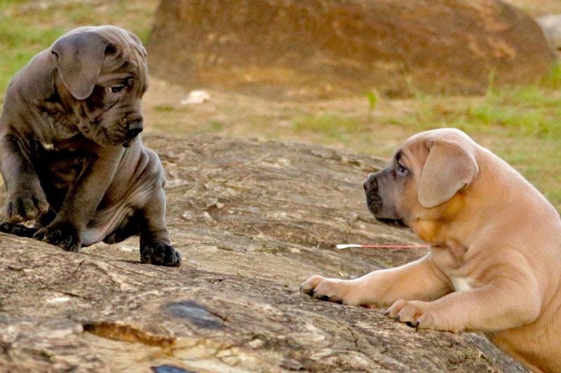 Cane Corso price range. How much does a Cane Corso puppy cost?