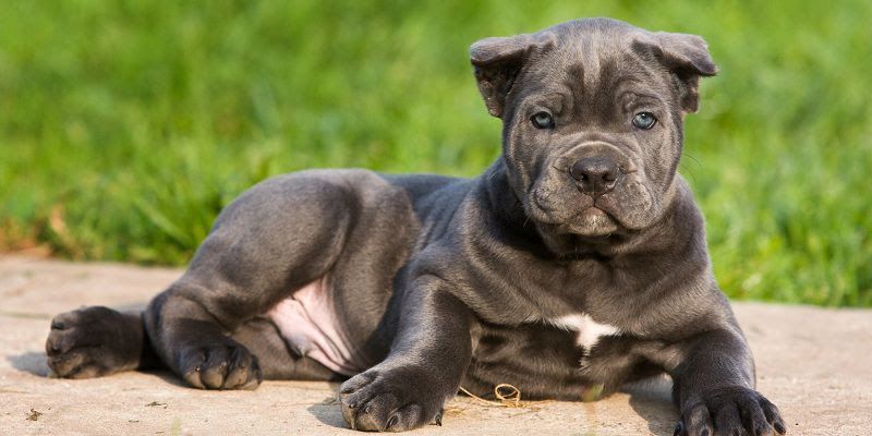 Cane Corso price range. How much does a Cane Corso puppy cost?