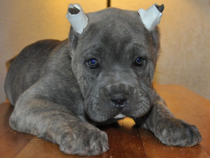 Cane Corso price range. How much does a Cane Corso puppy cost?