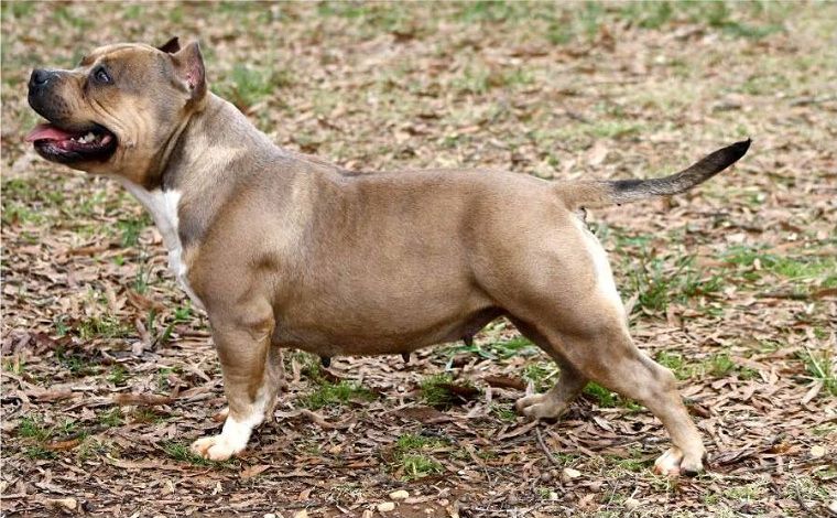 Carolina Bully Farms - Best Pitbull & Bully breeder in North Carolina