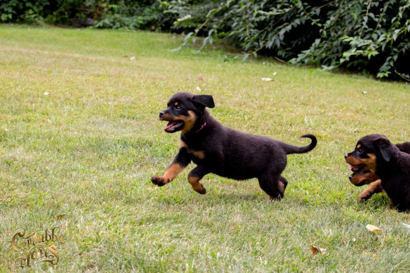 Carrabba Haus, Rottweiler breeder - New York. Rott puppies for sale in Carrabba Haus