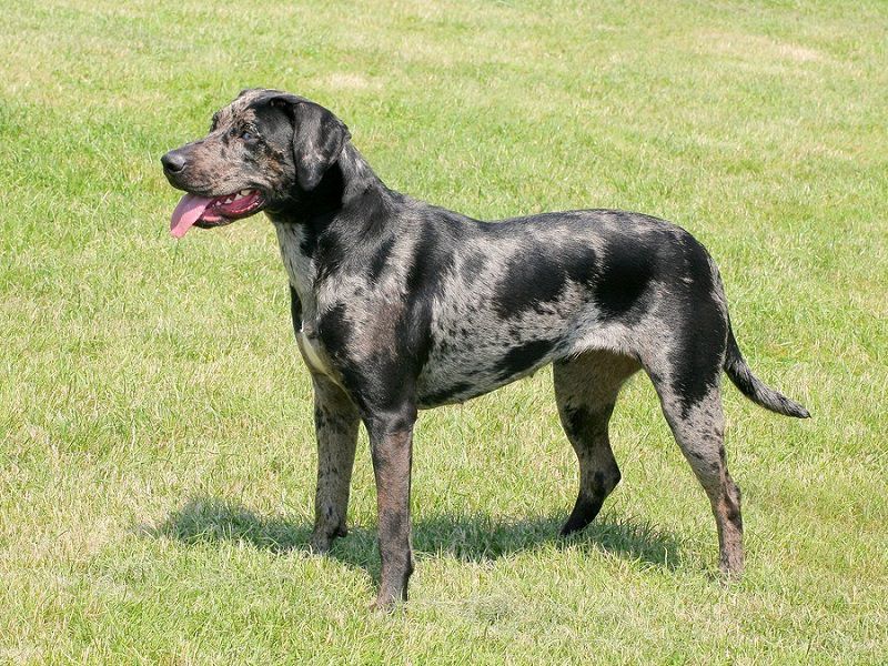 Catahoula Leopard price range. Catahoula Leopard puppies for sale cost