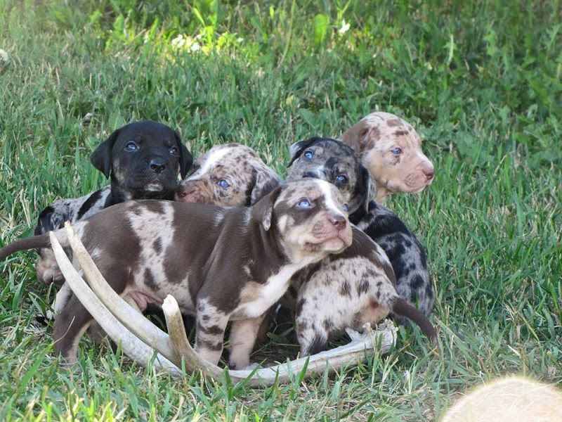 Catahoula Leopard price range. Catahoula Leopard puppies for sale cost