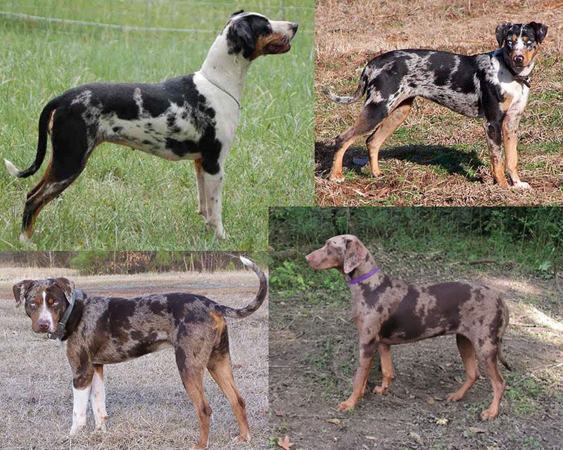 Catahoula Leopard price range. Catahoula Leopard puppies for sale cost