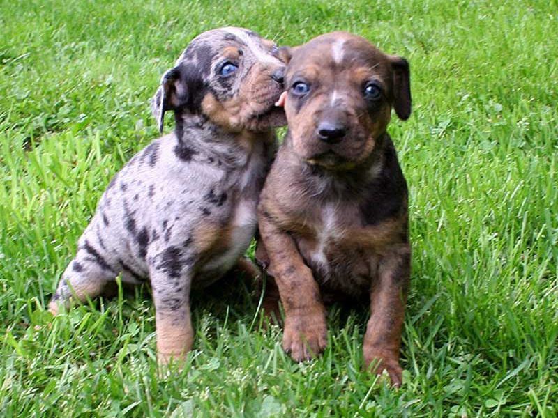 Catahoula Leopard price range. Catahoula Leopard puppies for sale cost