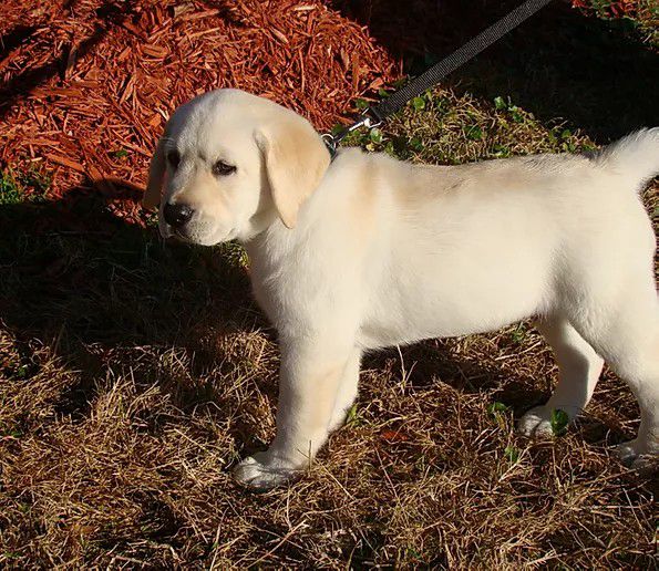 Chambray - Labrador breeder in Florida. Labrador puppies for sale in Chambray