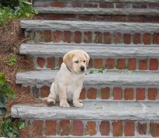 Chambray - Labrador breeder in Florida. Labrador puppies for sale in Chambray