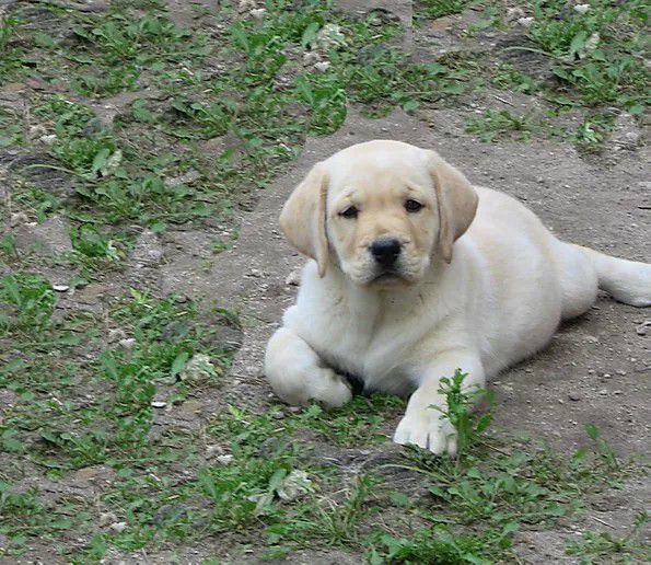 Chambray - Labrador breeder in Florida. Labrador puppies for sale in Chambray