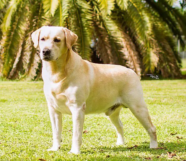 Chambray - Labrador breeder in Florida. Labrador puppies for sale in Chambray