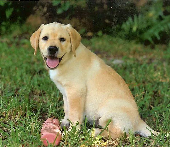 Chambray - Labrador breeder in Florida. Labrador puppies for sale in Chambray