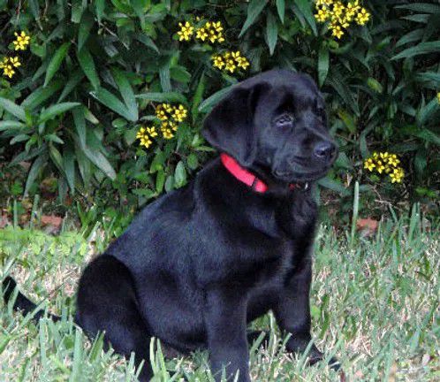 Chambray - Labrador breeder in Florida. Labrador puppies for sale in Chambray