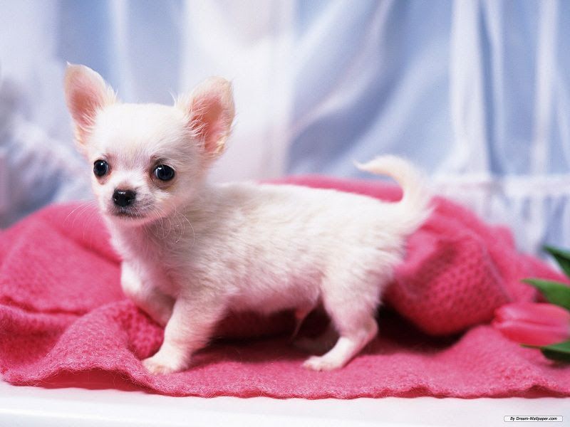 Chihuahua price & cost range. Chihuahua puppies for sale price?