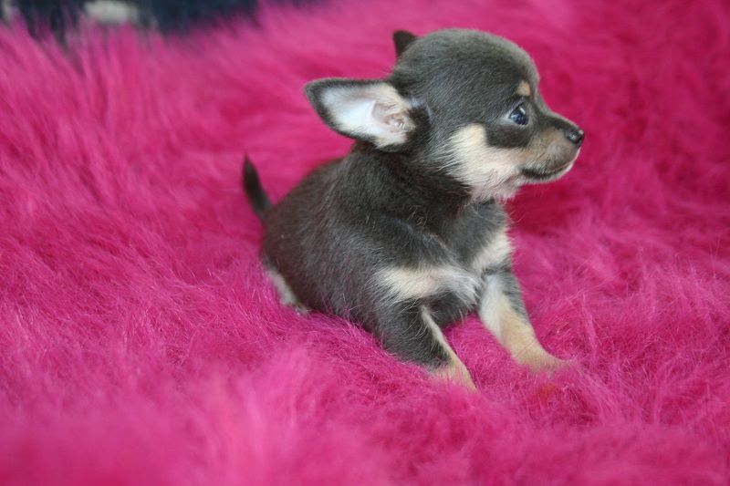Chihuahua price & cost range. Chihuahua puppies for sale price?