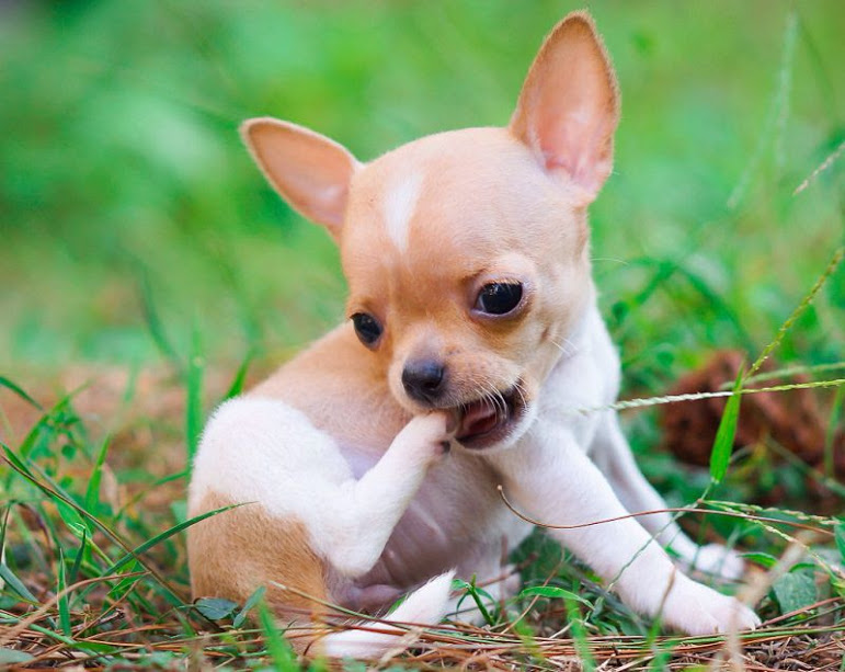 Chihuahua puppies care. How to take care of a Chihuahua puppy?