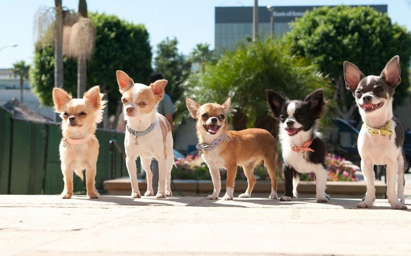 Chihuahua temperament & appearance. Chihuahua dog breed information
