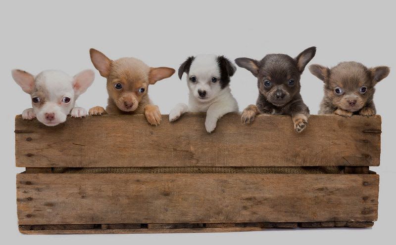 Chihuahua price & cost range. Chihuahua puppies for sale price?