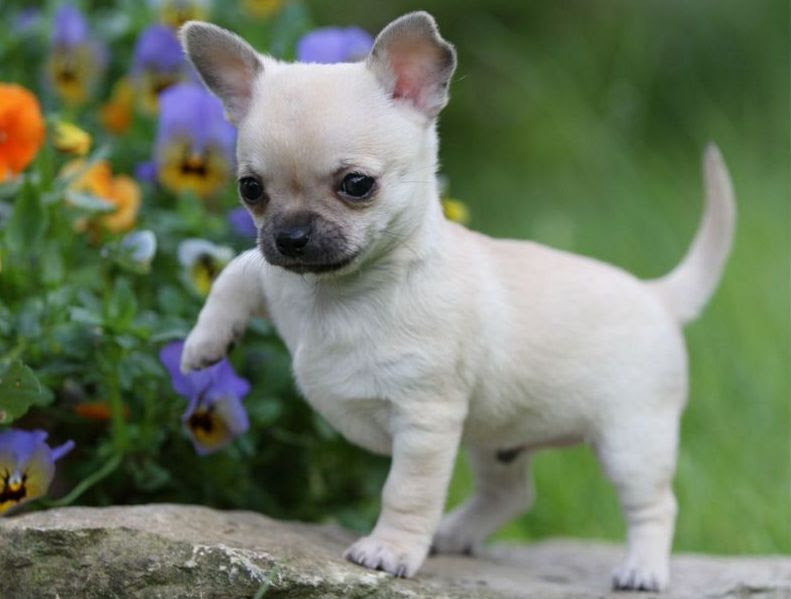 Chihuahua price range. Chihuahua puppies cost? Where to buy Chihuahua puppies?