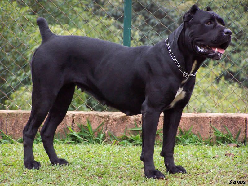 Cane Corso price range. How much does a Cane Corso puppy cost?