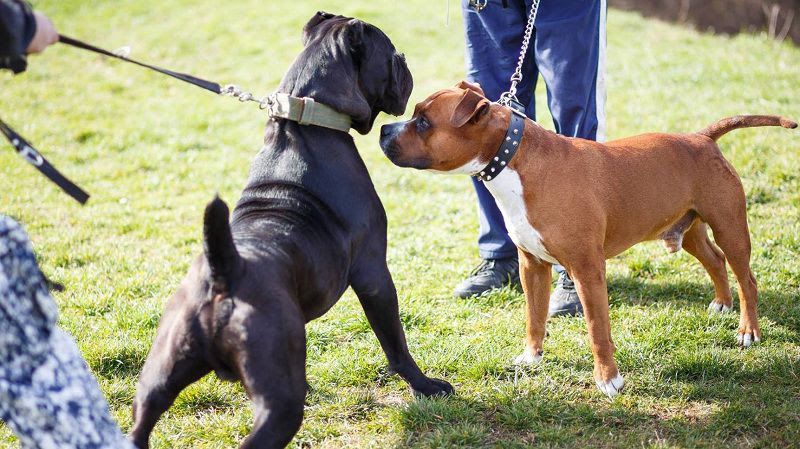 Cane Corso price range. How much does a Cane Corso puppy cost?