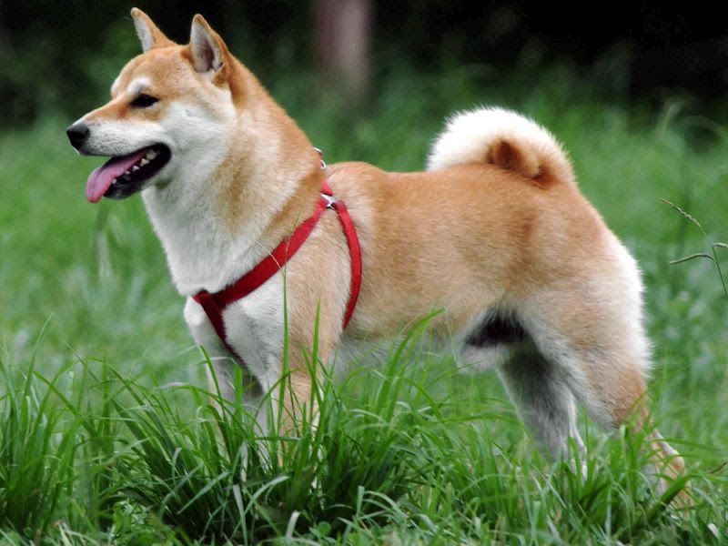 Shiba Inu price range. How much does a Shiba Inu puppy cost?